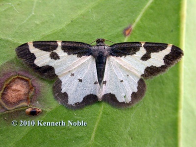 clouded border (Lomaspilis marginata) Kenneth Noble